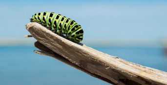 Transition- Transition-